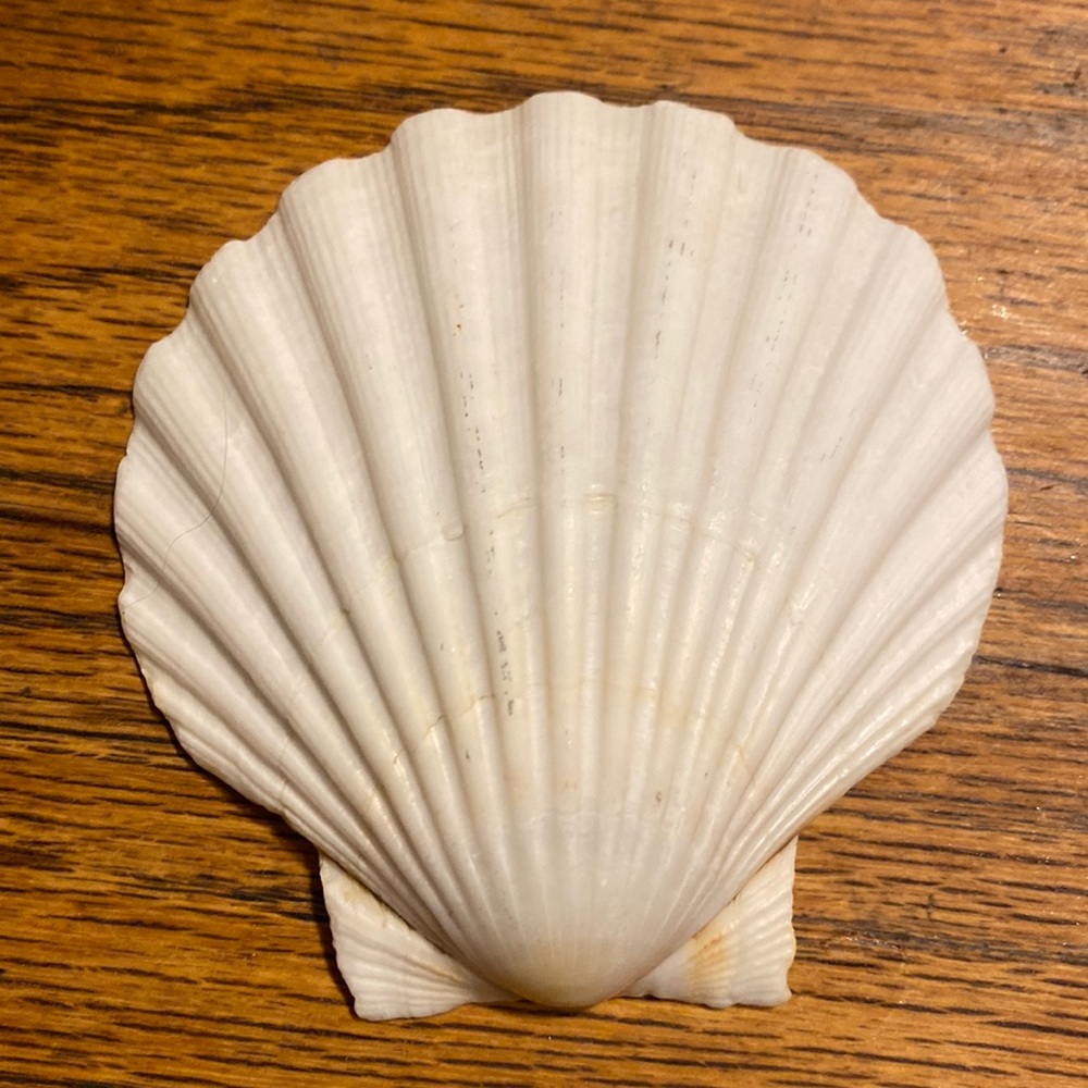 🌺 Large Scallop Shell 🌺
